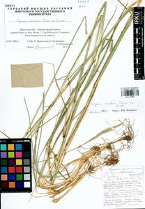 Elymus dahuricus Griseb., Siberia, Baikal & Transbaikal region (S4) (Russia)