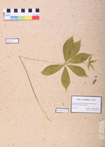 Veratrum nigrum L., Siberia, Central Siberia (S3) (Russia)