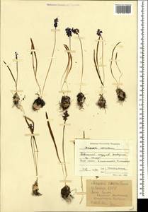 Muscari coeruleum Losinsk., Caucasus, Krasnodar Krai & Adygea (K1a) (Russia)