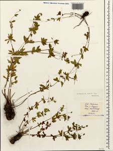 Potentilla erecta (L.) Raeusch., Caucasus, North Ossetia, Ingushetia & Chechnya (K1c) (Russia)