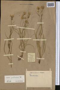 Pseudopodospermum pubescens (DC.) Zaika, Sukhor. & N. Kilian, Middle Asia, Western Tian Shan & Karatau (M3) (Not classified)