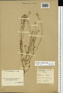 Capsella orientalis Klokov, Middle Asia, Caspian Ustyurt & Northern Aralia (M8) (Kazakhstan)