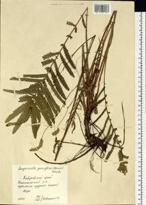 Poterium tenuifolium var. alba (Trautv. & C. A. Mey.), Siberia, Russian Far East (S6) (Russia)