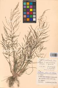 Eragrostis multicaulis Steud., Eastern Europe, Western region (E3) (Russia)