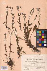 MHA 0 153 027, Myosotis alpestris F.W.Schmidt, Eastern Europe, West Ukrainian region (E13) (Ukraine)