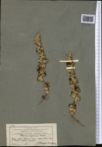 Verbascum songaricum Schrenk, Middle Asia, Pamir & Pamiro-Alai (M2)
