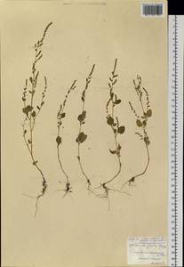 Chenopodium acuminatum Willd., Siberia, Baikal & Transbaikal region (S4) (Russia)