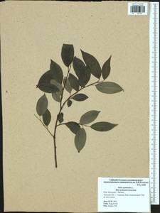 Salix pentandra L., Eastern Europe, Central region (E4) (Russia)