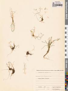 Ranunculus reptans L., Siberia, Chukotka & Kamchatka (S7) (Russia)