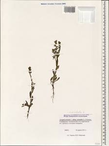 Lycopsis arvensis subsp. orientalis (L.) Kuzn., Caucasus, Azerbaijan (K6) (Azerbaijan)