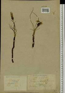 Takhtajaniantha austriaca (Willd.) Zaika, Sukhor. & N. Kilian, Siberia, Baikal & Transbaikal region (S4) (Russia)