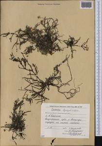 Cassiope lycopodioides (Pall.) D. Don, Siberia, Chukotka & Kamchatka (S7) (Russia)