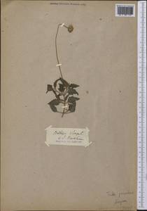 Tridax procumbens L., America (AMER)
