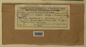 Aulacomnium palustre (Hedw.) Schwägr., Bryophytes, Bryophytes - Middle Russia (B6) (Russia)