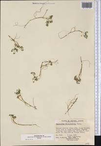 Ranunculus trichophyllus Chaix, America (AMER) (Canada)
