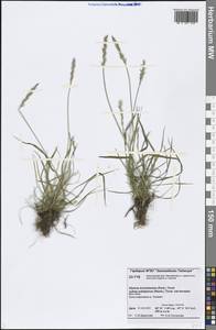 Elymus macrourus (Turcz. ex Steud.) Tzvelev, Siberia, Central Siberia (S3) (Russia)