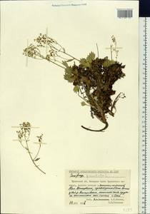 Micranthes punctata (L.) Losinsk., Siberia, Chukotka & Kamchatka (S7) (Russia)