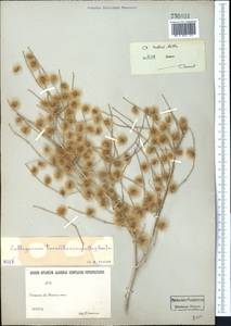 Calligonum rubescens Mattei, Middle Asia, Karakum (M6) (Turkmenistan)