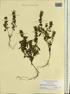 Stachys annua (L.) L., Eastern Europe, Central region (E4) (Russia)