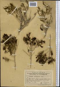 Halothamnus subaphyllus (C. A. Mey.) Botsch., Middle Asia, Western Tian Shan & Karatau (M3) (Kazakhstan)