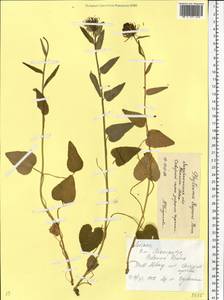 Phyteuma vagneri A.Kern., Eastern Europe, West Ukrainian region (E13) (Ukraine)