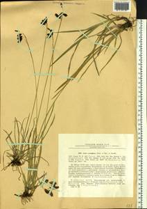 Carex coriophora Fisch. & C.A.Mey. ex Kunth, Siberia, Baikal & Transbaikal region (S4) (Russia)