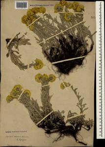 Helichrysum graveolens (M. Bieb.) Sweet, Crimea (KRYM) (Russia)