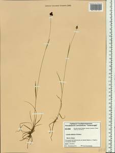 Luzula multiflora subsp. sibirica V. I. Krecz., Siberia, Central Siberia (S3) (Russia)