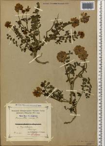 Coronilla varia L., Caucasus, Azerbaijan (K6) (Azerbaijan)