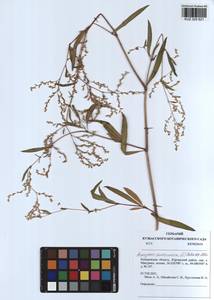 Koenigia divaricata (L.) T. M. Schust. & Reveal, Siberia, Altai & Sayany Mountains (S2) (Russia)