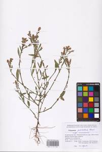 Polygonum arenarium subsp. pulchellum (Loisel.) Thell., Eastern Europe, Lower Volga region (E9) (Russia)