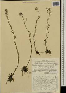 Crucihimalaya mollissima (C.A. Mey.) Al-Shehbaz, O'Kane & R.A. Price, Mongolia (MONG) (Mongolia)