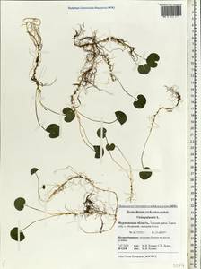 Viola palustris L., Eastern Europe, Northern region (E1) (Russia)