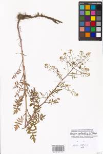 Rorippa sylvestris (L.) Besser, Eastern Europe, Moscow region (E4a) (Russia)