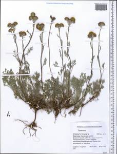 Tanacetum, Middle Asia, Pamir & Pamiro-Alai (M2) (Kyrgyzstan)