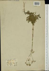 Gypsophila altissima L., Eastern Europe, Central forest-and-steppe region (E6) (Russia)