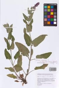Salvia nemorosa L., Eastern Europe, Lower Volga region (E9) (Russia)