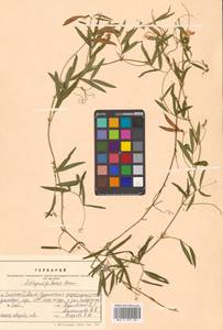 Lathyrus palustris subsp. palustris, Siberia, Russian Far East (S6) (Russia)