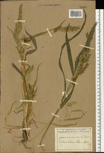 Echinochloa crus-galli (L.) P.Beauv., Eastern Europe, Central forest-and-steppe region (E6) (Russia)