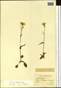 Tephroseris subfrigida (Kom.) Holub, Siberia, Chukotka & Kamchatka (S7) (Russia)