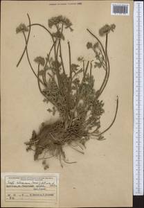 Libanotis turkestanensis M. Hiroe, Middle Asia, Western Tian Shan & Karatau (M3) (Kyrgyzstan)