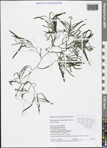 Potamogeton obtusifolius Mert. & W.D.J.Koch, Eastern Europe, Central region (E4) (Russia)