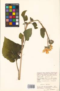 Helianthus annuus L., Eastern Europe, Lower Volga region (E9) (Russia)