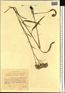 Saussurea amurensis Turcz. ex DC., Siberia, Russian Far East (S6) (Russia)