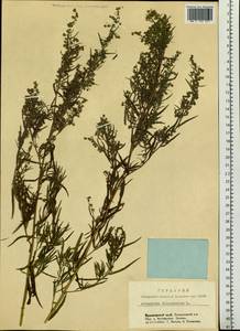 Artemisia dracunculus L., Siberia, Central Siberia (S3) (Russia)