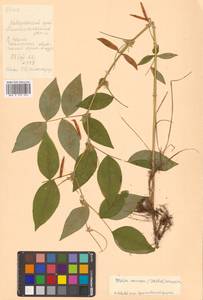 Vicia ramuliflora (Maxim.) Ohwi, Siberia, Russian Far East (S6) (Russia)