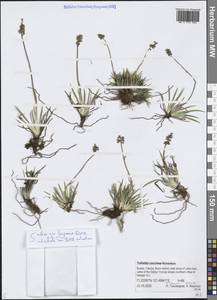 Tofieldia coccinea Richardson, Siberia, Yakutia (S5) (Russia)