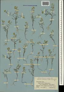 Meniocus linifolius (Stephan ex Willd.) DC., Crimea (KRYM) (Russia)