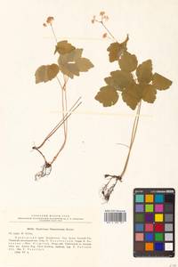 Thalictrum filamentosum Maxim., Siberia, Russian Far East (S6) (Russia)