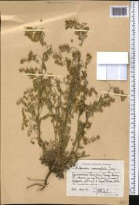 Artemisia macrocephala Jacquem. ex Besser, Middle Asia, Northern & Central Tian Shan (M4) (Kyrgyzstan)